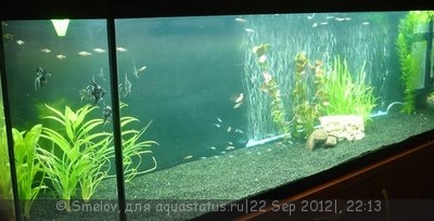 Мой новый и долгожданный аквариум 280 литров Smelov  - 0ec1637399f5.jpg
