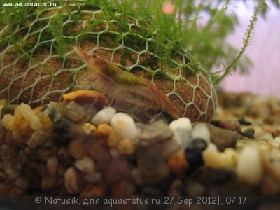 Мой первый аквариум 70 литров (Natusik)