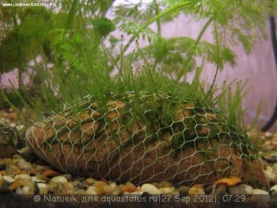 Фото Мой первый аквариум 70 литров Natusik  (photo#27143)