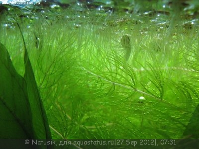 Фото Мой первый аквариум 70 литров Natusik  (photo#27144)