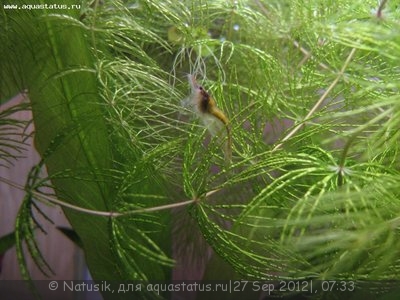 Фото Мой первый аквариум 70 литров Natusik  (photo#27145)