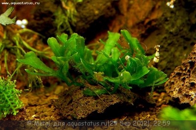 Фото Мох Таниунг moss sp. Tanjung  (photo#27226)