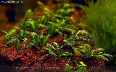 Фото Мох Фиссиденс нобилис гриф Doormat Moss - Fissidens nobilis Griff  (photo#27227)