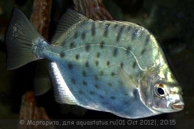 Селенотока многополосая, Аргус серебрянный (Selenotoca multifasciata)