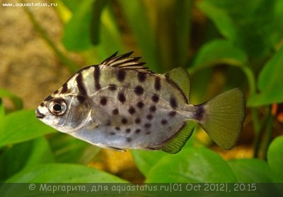 Фото Селенотока многополосая, Аргус серебрянный Selenotoca multifasciata  (photo#27394)