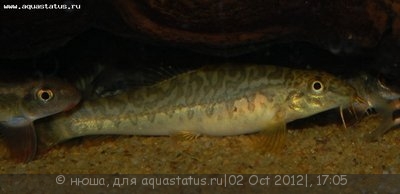 Акантокобитис  боция (Acanthocobitis botia )