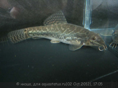 Акантокобитис  боция (Acanthocobitis botia )