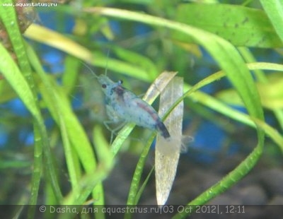 Фото Креветка Рили Neocaridina heteropoda sp. Rili  (photo#27507)