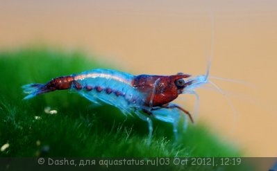 Фото Креветка Рили Neocaridina heteropoda sp. Rili  (photo#27510)