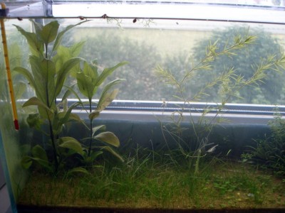 Мой аквариум Земля, песок, вода и солнышко 35 литров B.W.  - l.jpg