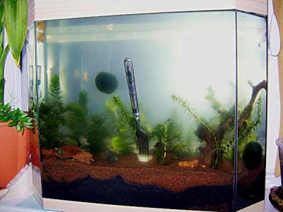 Спокойный аквариум 20 литров Ю.В.  - .jpg