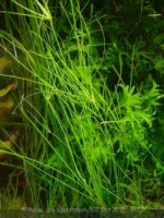 Фото Ситняг живородящий Eleocharis vivipara  (photo#27687)