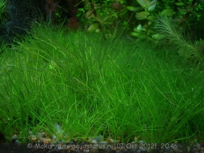 Ситняг крошечный (Eleocharis parvula)