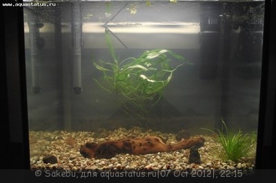 Опознание аквариумных растений - DSCF5529.JPG