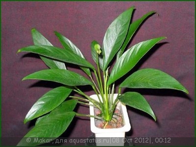 Фото Анубиас Глабра Anubias barteri var. glabra  (photo#27708)