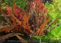 Фото Криптокорина Вендта Тропика Cryptocoryne wendtii Tropica  (photo#27726)