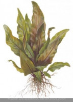 Криптокорина ундулата широколистная (Cryptocoryne undulata ''broad leaves'')