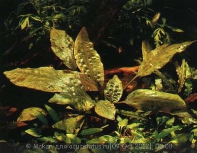 Фото Криптокорина Бласса Cryptocoryne blassii  (photo#27736)