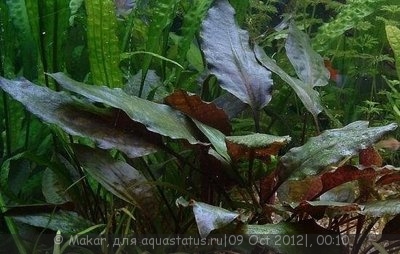 Фото Криптокорина Бласса Cryptocoryne blassii  (photo#27738)