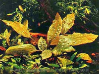 Фото Криптокорина Бласса Cryptocoryne blassii  (photo#27739)