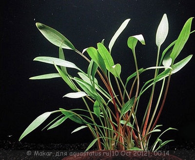 Фото Криптокорина Невилля Cryptocoryne nevilli  (photo#27785)