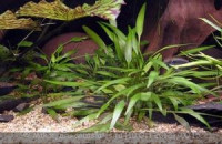 Фото Криптокорина Невилля Cryptocoryne nevilli  (photo#27787)