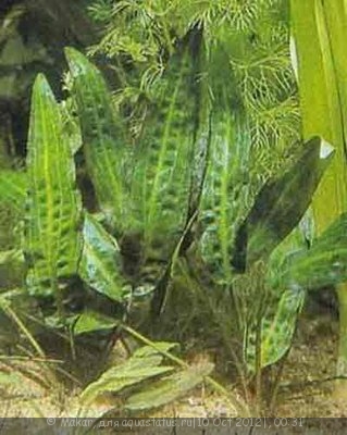 Фото Криптокорина Устериана Cryptocoryne usteriana  (photo#27790)