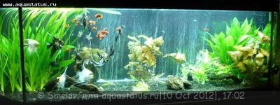 Фото Мой новый и долгожданный аквариум 280 литров Smelov  (photo#27815)