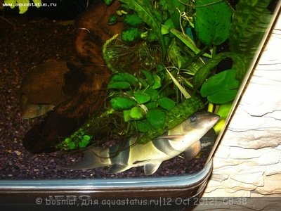 Мой аквариум Боцарий 280 литров bosmat  - DSC00338б.jpg