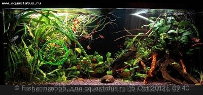 Мой аквариум Боцарий 280 литров bosmat  - DSC00446бьт.jpg