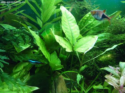 Опознание аквариумных растений - DSC02597.JPG