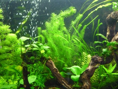 Опознание аквариумных растений - 009.jpg