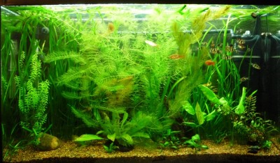 Мой аквариум 100 литров НастенА  - 002.jpg