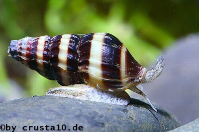 Улитка Хелена - helena snail.jpg