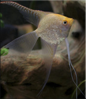 Фото Скалярия Pterophyllum scalare  (photo#28776)