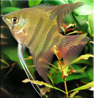 Фото Скалярия Pterophyllum scalare  (photo#28788)