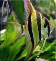 Фото Скалярия Pterophyllum scalare  (photo#28789)