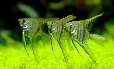 Фото Скалярия Pterophyllum scalare  (photo#28790)