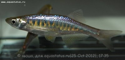 Фото Барилиус золотисто-красный Barilius auropurpurescens  (photo#28840)