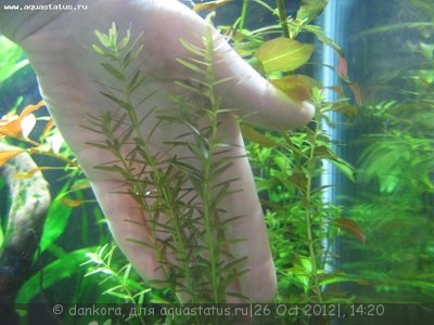 Фото Опознание аквариумных растений (photo#28883)