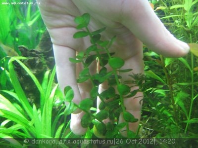 Опознание аквариумных растений - IMG_3049.JPG