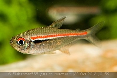 Фото Грацилис, эритрозонус Hemigrammus erythrozonus  (photo#29004)