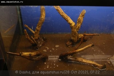 Фото Мой аквариум 200 литров Dasha  (photo#29013)