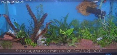 Фото Мой аквариум 200 литров Dasha  (photo#29014)