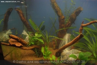Фото Мой аквариум 200 литров Dasha  (photo#29016)