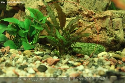 Фото Опознание аквариумных растений (photo#29019)