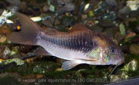 Фото Сомик золотистый, бронзовый коридорас Corydoras аeneus  (photo#29150)