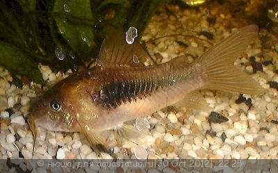 Фото Сомик золотистый, бронзовый коридорас Corydoras аeneus  (photo#29151)