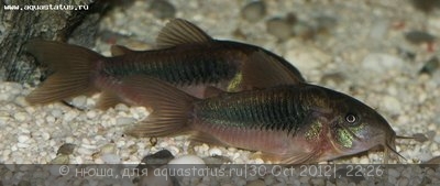 Фото Сомик золотистый, бронзовый коридорас Corydoras аeneus  (photo#29152)