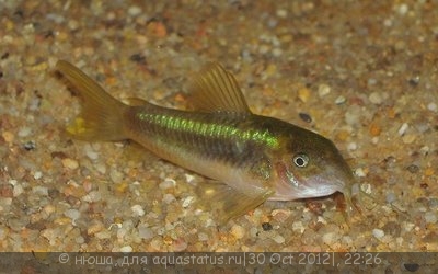 Фото Сомик золотистый, бронзовый коридорас Corydoras аeneus  (photo#29153)